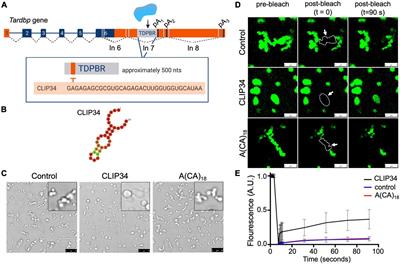 TDP-43 Oligomerization and Phase Separation Properties Are Necessary for Autoregulation